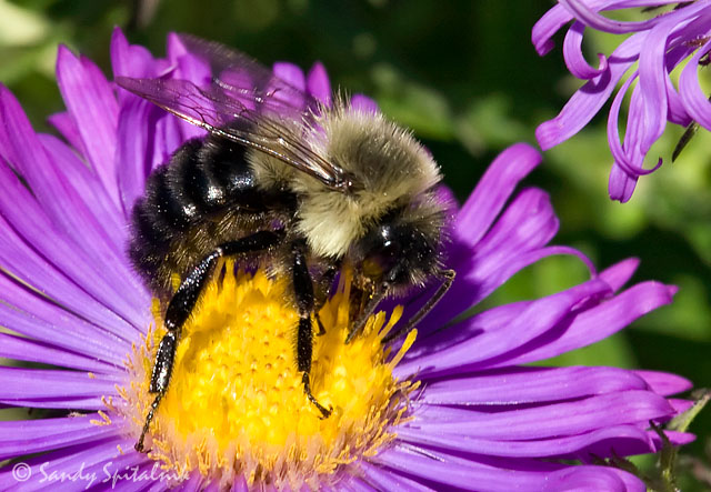 Common Eastern Bumble Bee