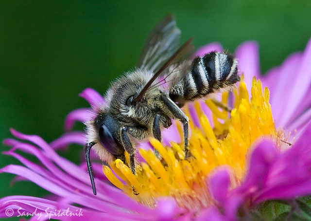 Leaf-cutter Bee