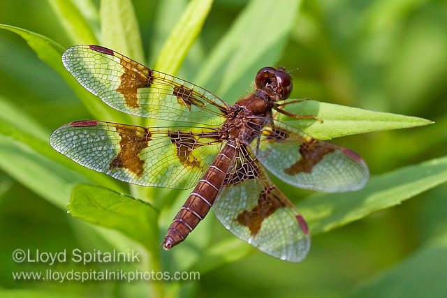 Eastern Amberwing (female)