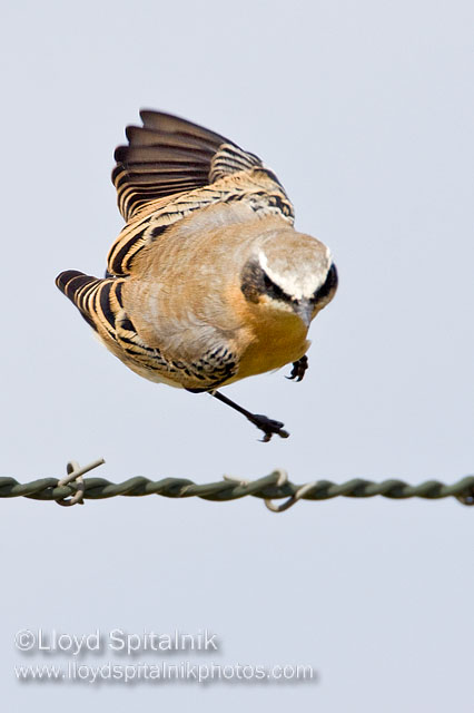 Northern Wheatear