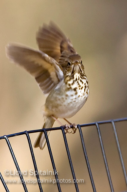 Hermit Thrush