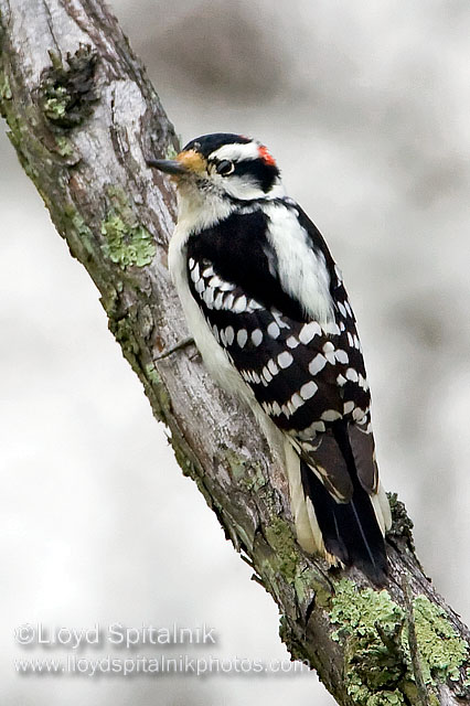 Hairy Woodpecker