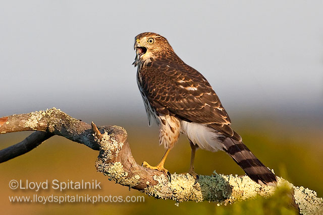 Coopers Hawk (juvenile)