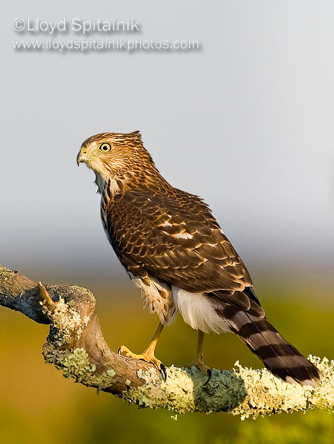 Coopers Hawk (juvenile)