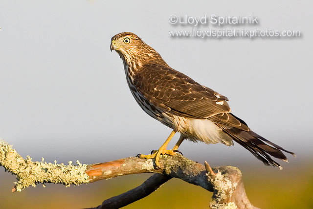 Coopers Hawk (juvenile)