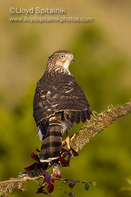 Coopers Hawk (juvenile)