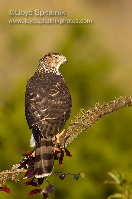 Coopers Hawk (juvenile)