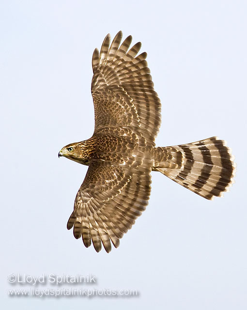Coopers Hawk (juvenile)