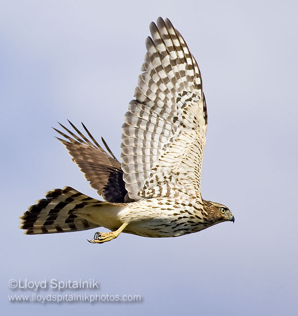 Coopers Hawk (juvenile)