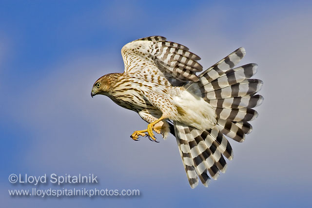 Coopers Hawk (juvenile)