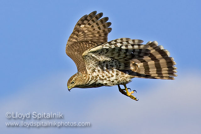 Coopers Hawk (juvenile)