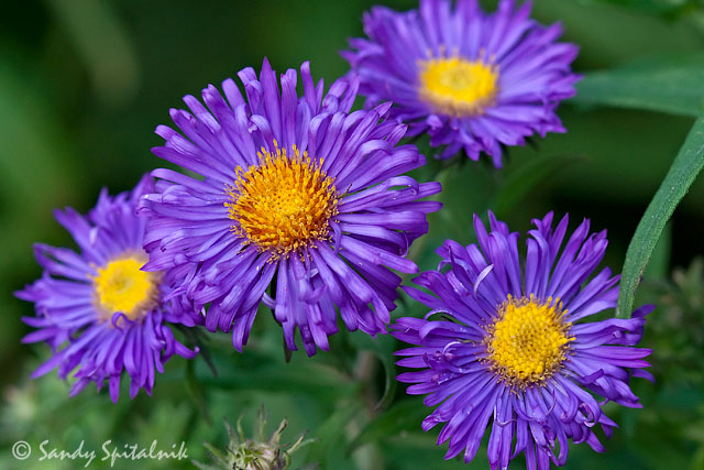 Asters