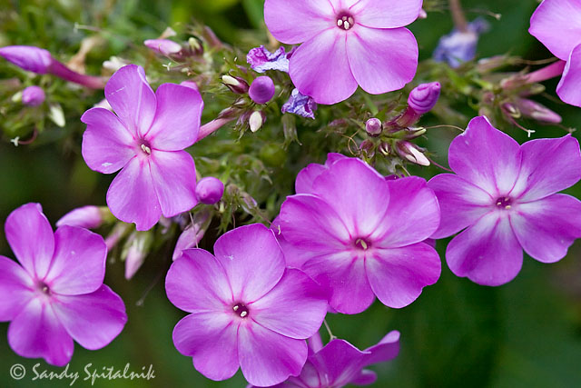 Phlox
