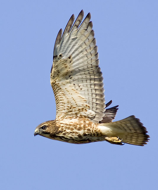 Broad-winged Hawk