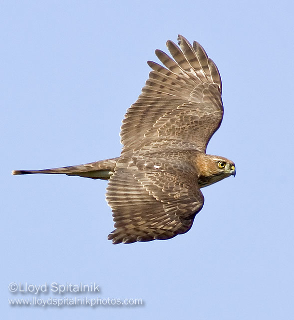 Sharp-shinned Hawk (juvenile)