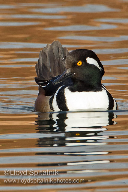 Hooded Merganser