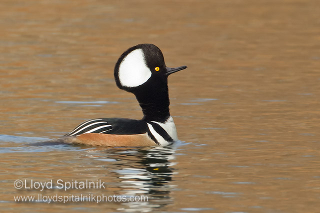 Hooded Merganser