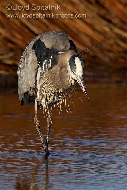 Great Blue Heron