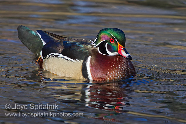 Wood Duck