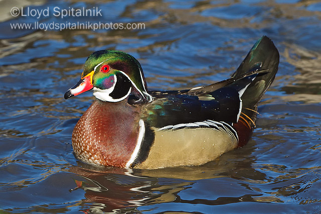 Wood Duck