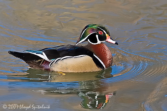 Wood Duck