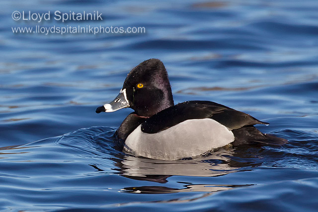 Ring-necked Duck (male)