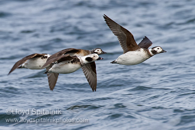 Long-tailed Duck (Oldsquaw)