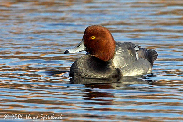 Redhead
