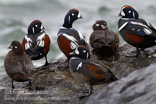 Harlequin Duck