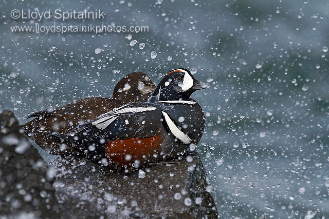 Harlequin Duck