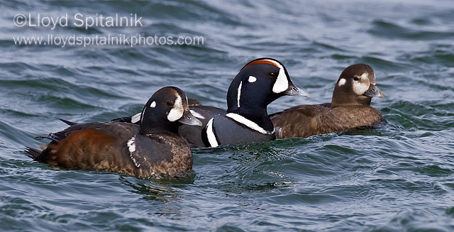 Harlequin Duck