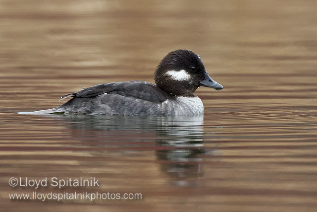 Bufflehead