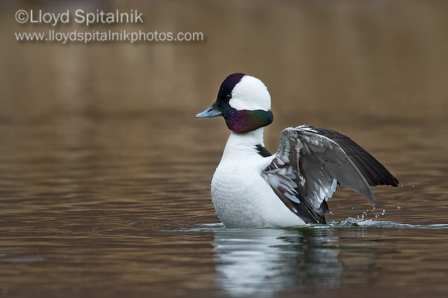 Bufflehead
