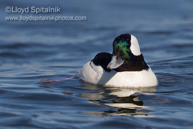 Bufflehead (male)
