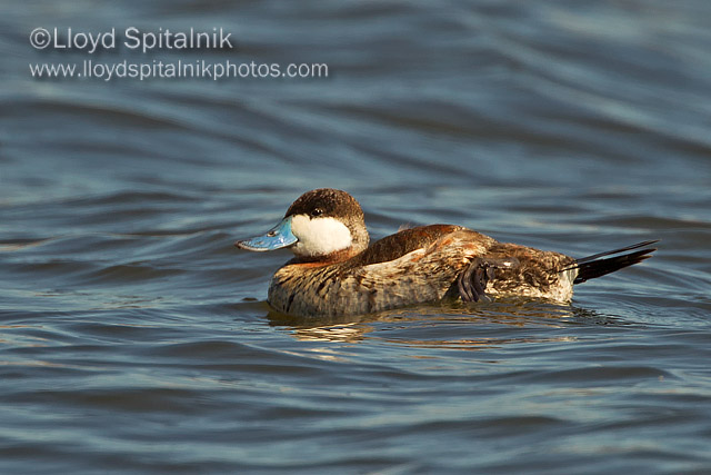 Ruddy Duck