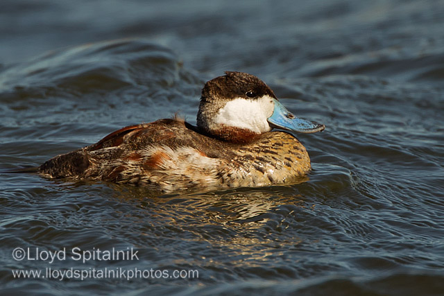 Ruddy Duck