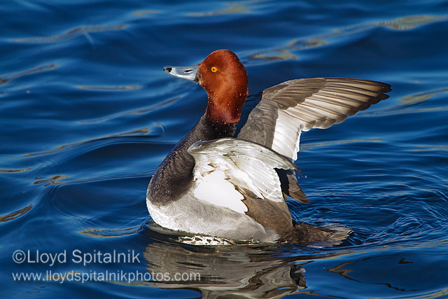 Redhead
