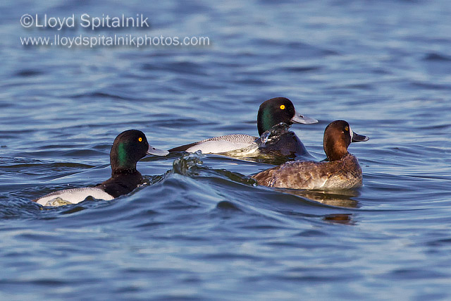 Greater Scaup