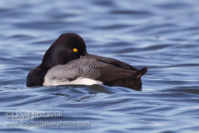 Lesser Scaup