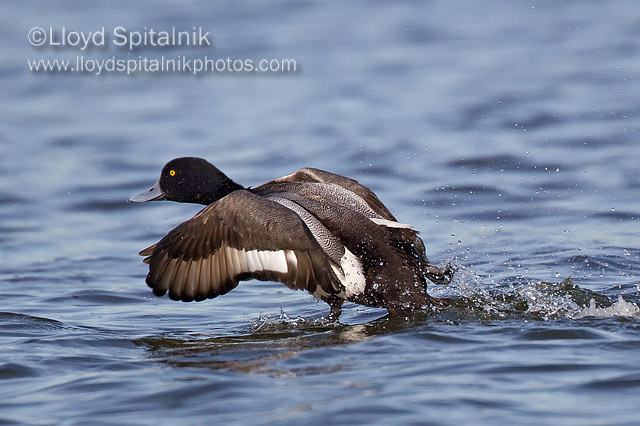 Lesser Scaup