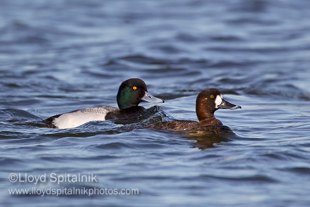 Greater Scaup