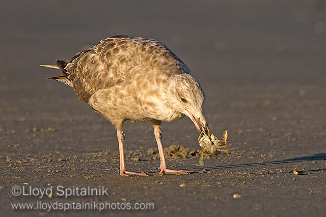 Herring Gull