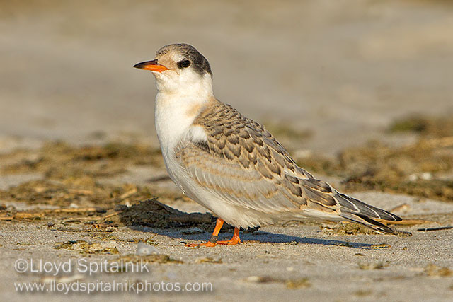 Common Tern