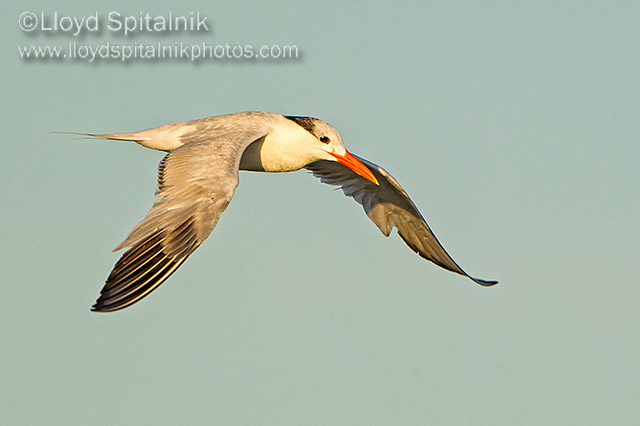 Royal Tern
