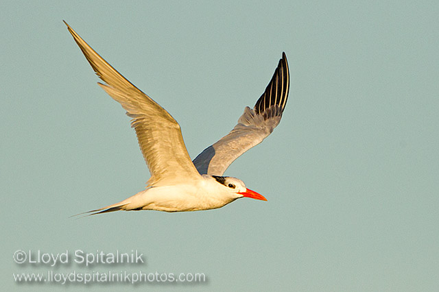 Royal Tern
