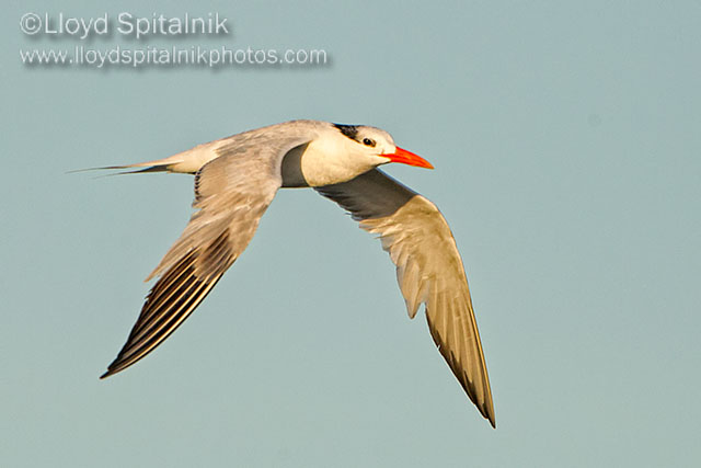 Royal Tern