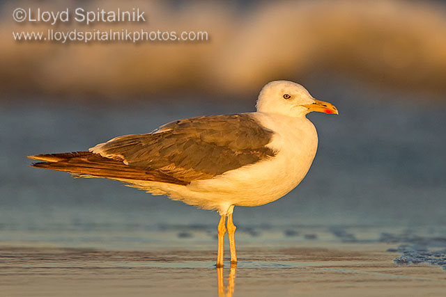 Lesser Black-backed Gull
