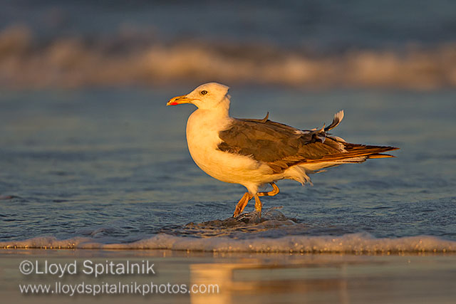 Lesser Black-backed Gull
