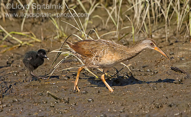 Clapper Rail