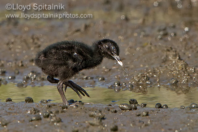 Clapper Rail
